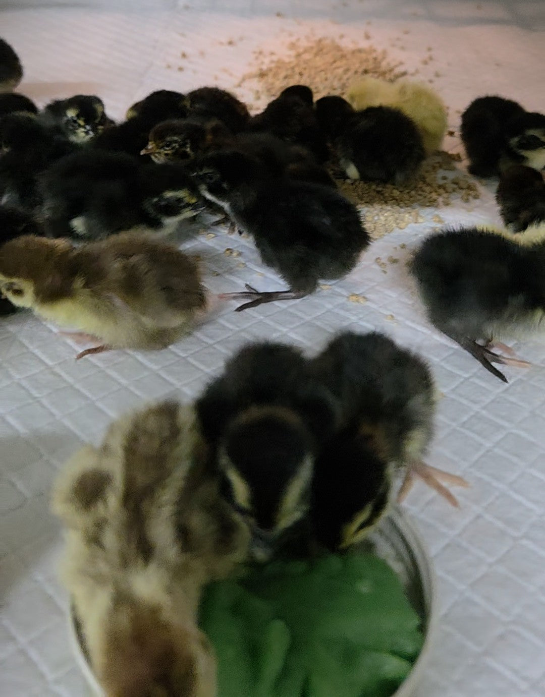 How to hatch Coturnix Quail Successfully