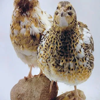 Guidroz Jumbo Progressive Pied Collection hatching eggs