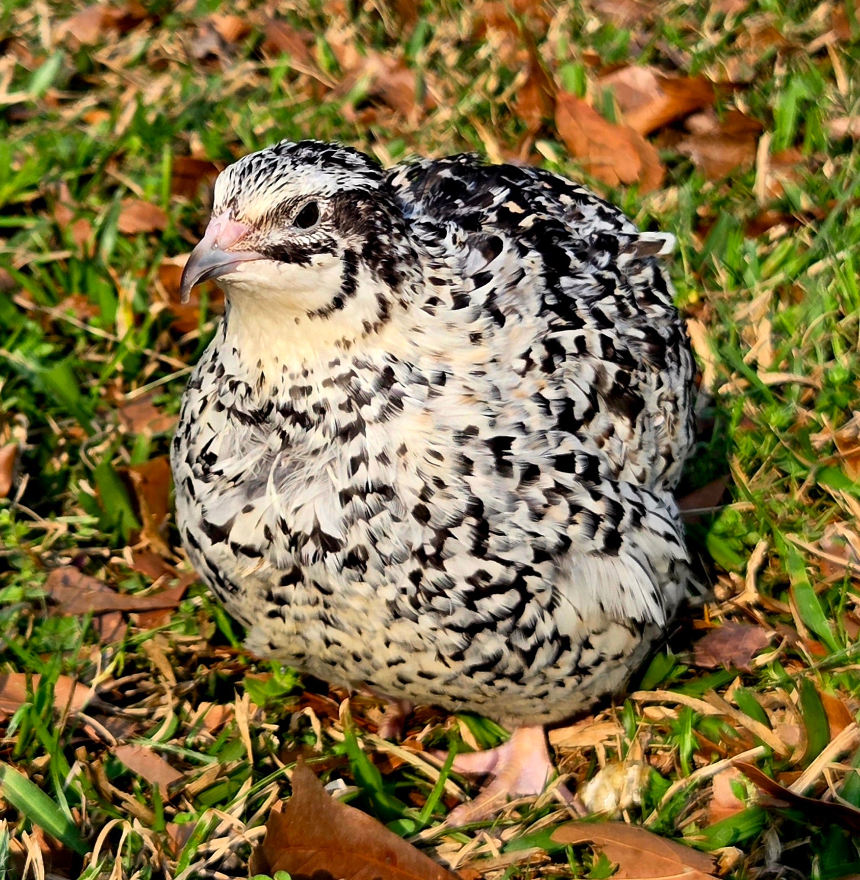 Jumbo Pansy Collection
