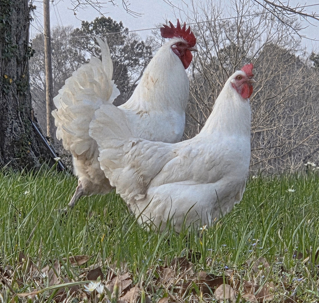American Bresse Hatching Eggs - Dozen
