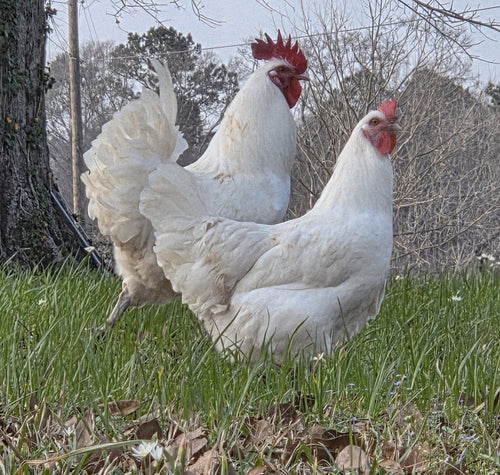 American Bresse Hatching Eggs - Dozen