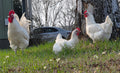 American Bresse Hatching Eggs - Dozen