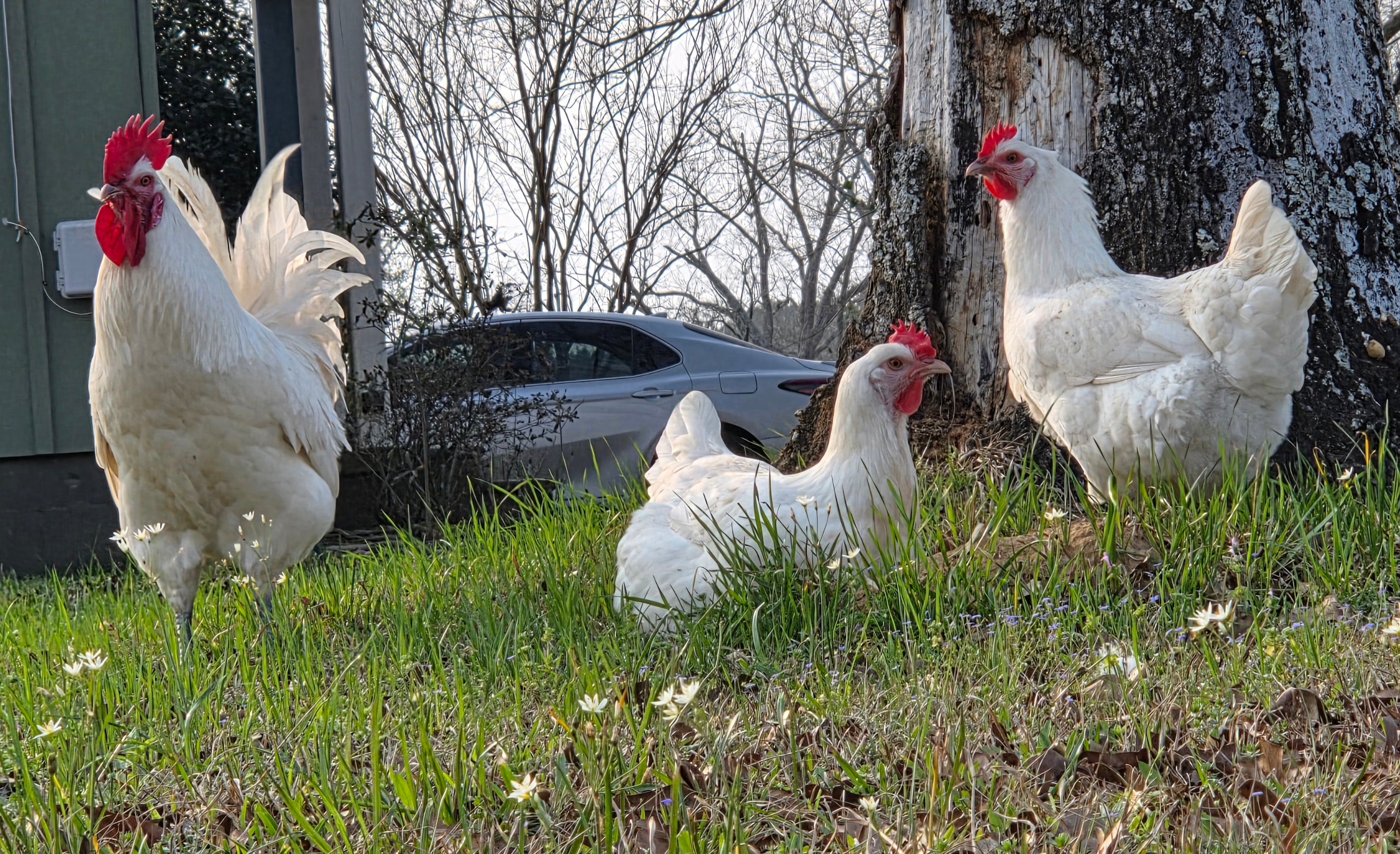 American Bresse Hatching Eggs - Dozen
