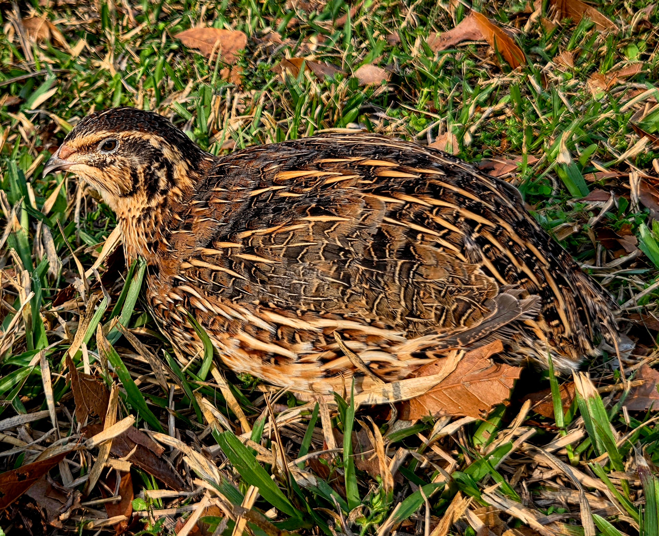 Jumbo Brown Hatching Eggs