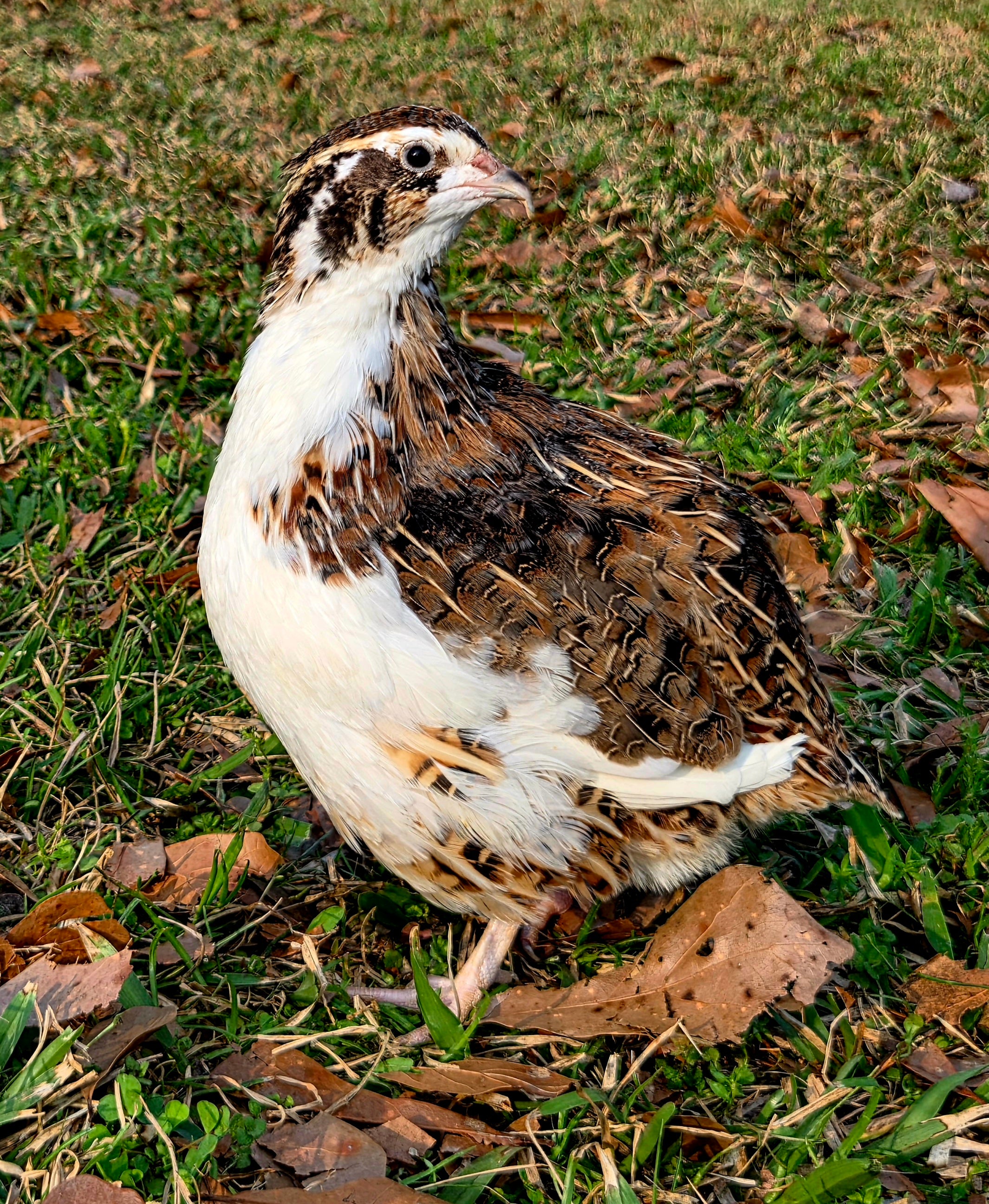 Jumbo White-Wing Pied