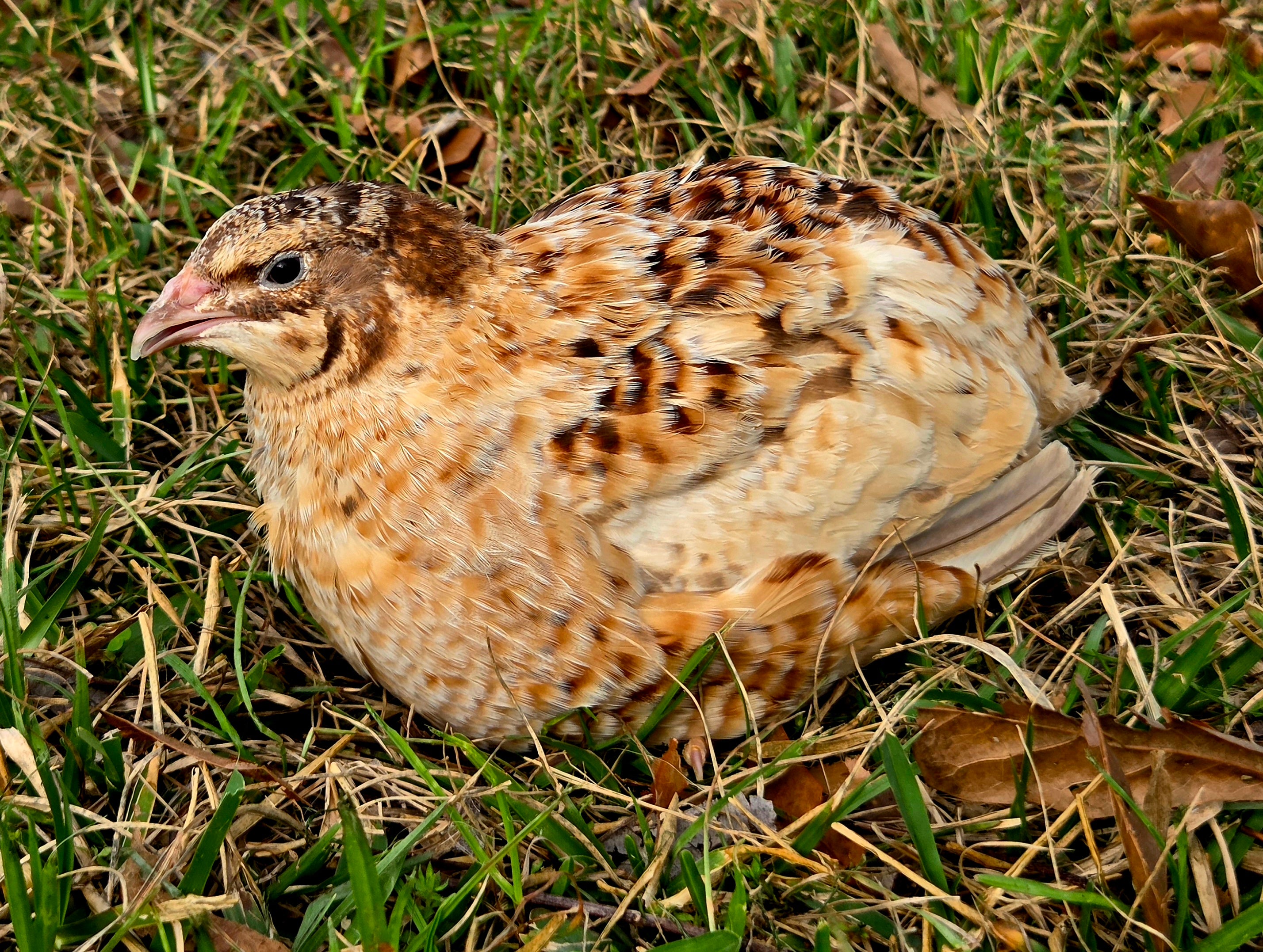 Jumbo Pansy Collection