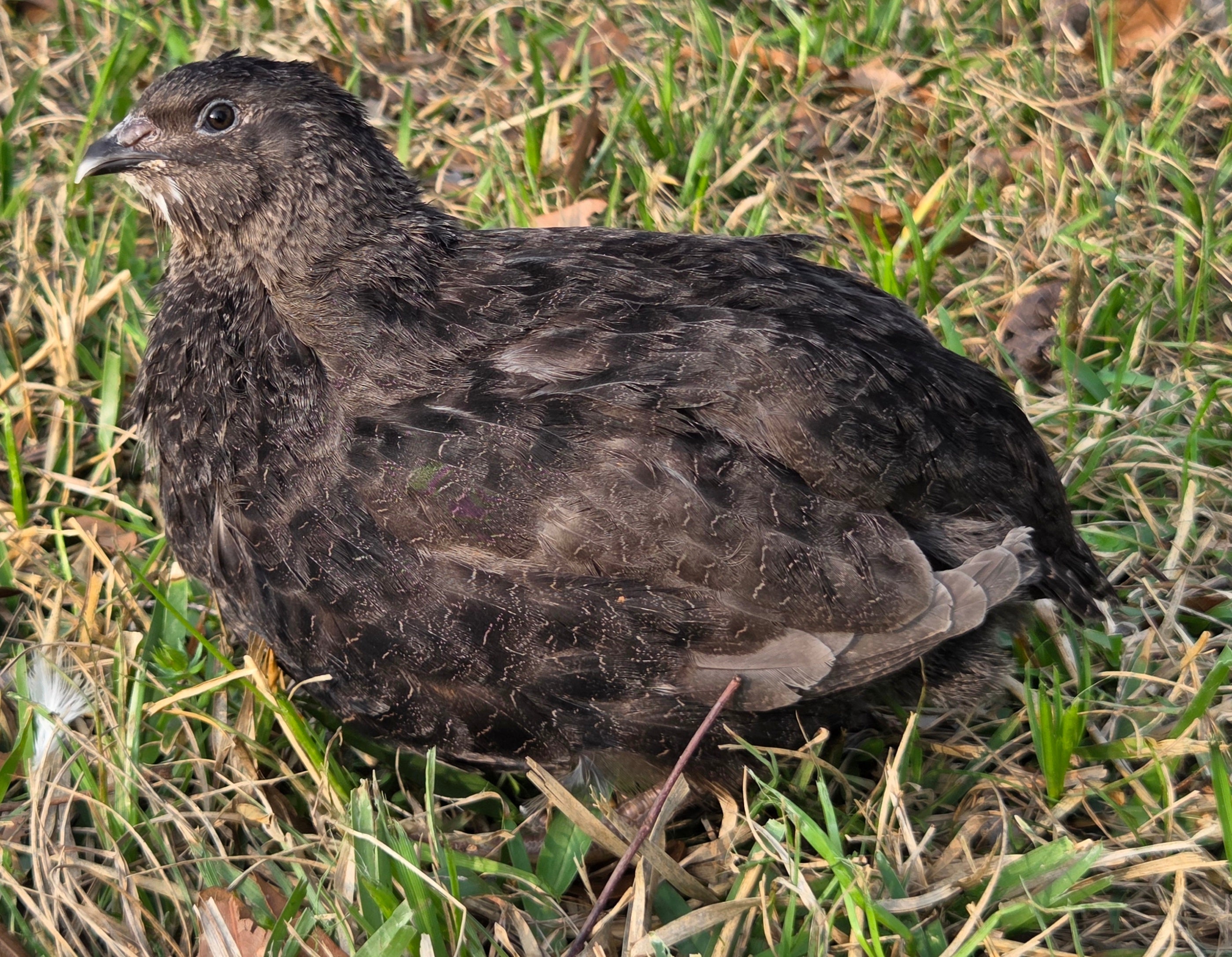 Jumbo Black Hatching Eggs