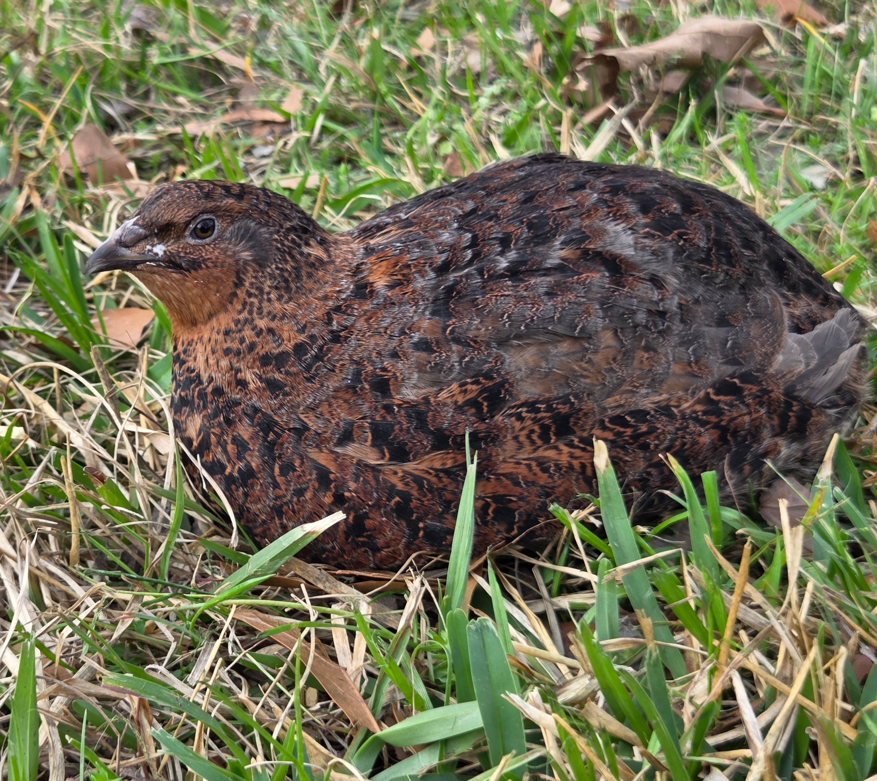 Jumbo Tibetan/Rosetta/Tuxedo Collection