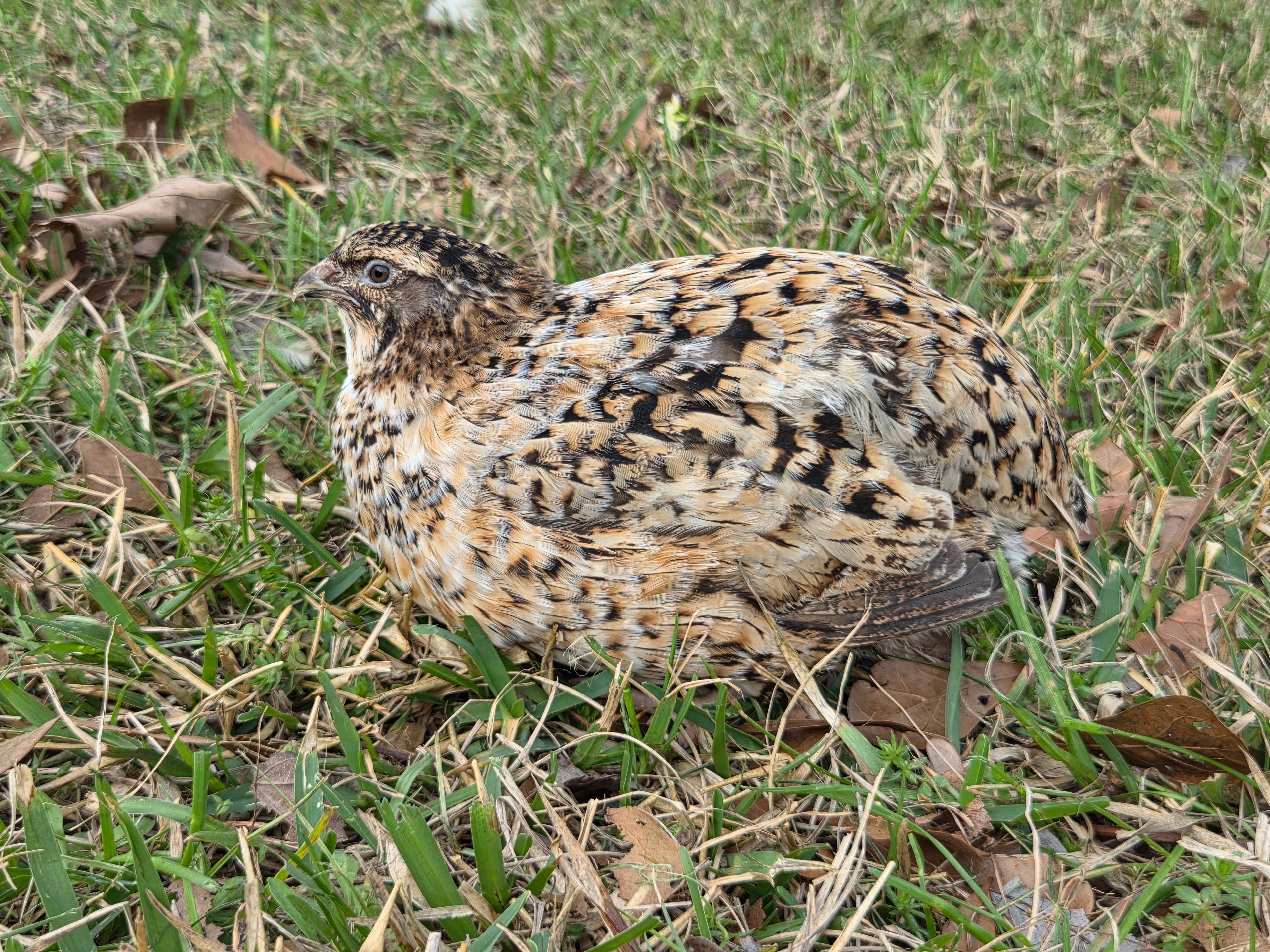 Jumbo Pansy Collection