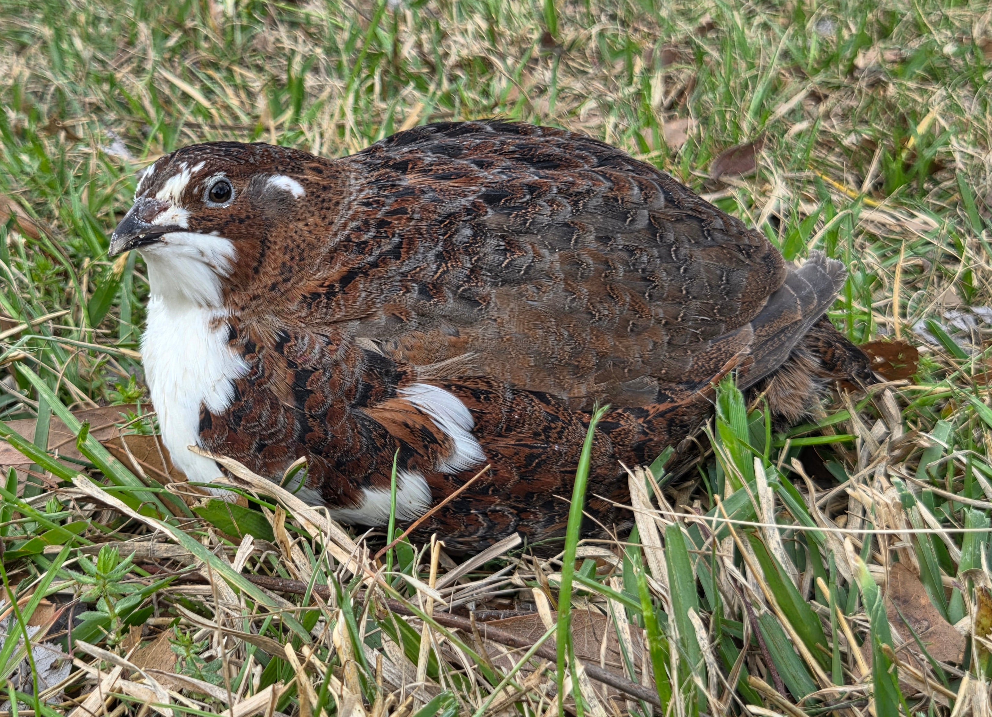 Jumbo Tibetan/Rosetta/Tuxedo Collection
