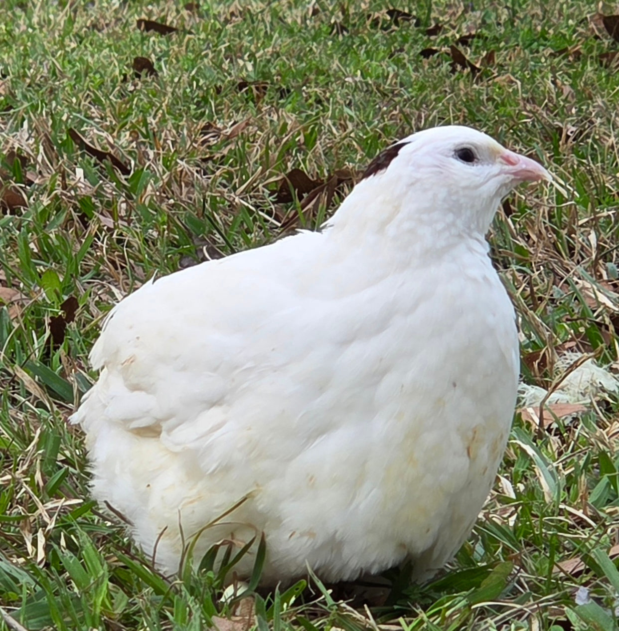 Jumbo White Hatching Eggs