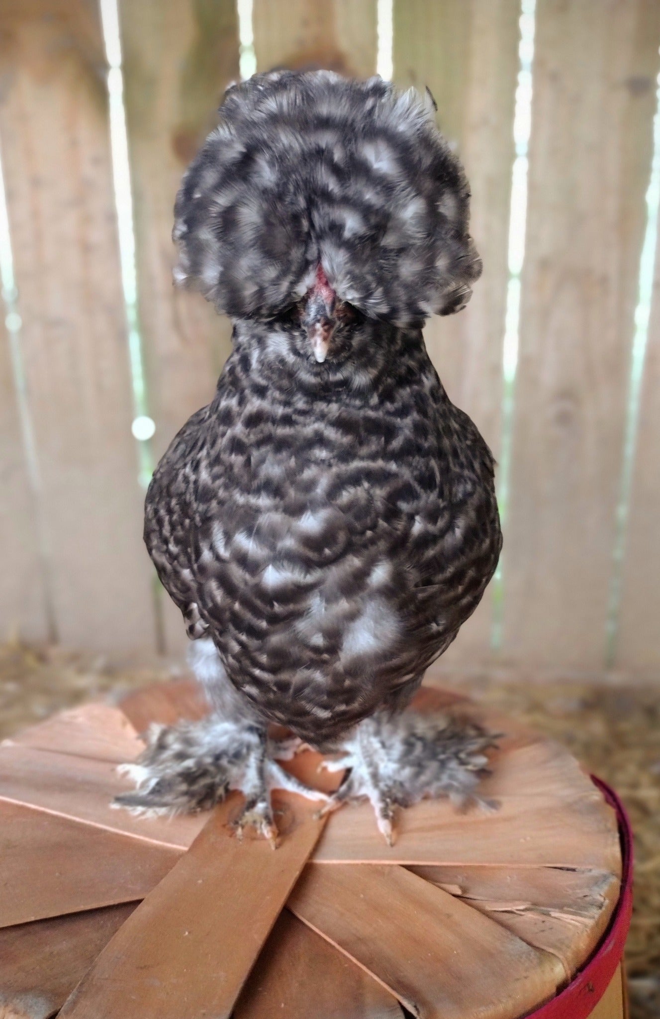 Guidroz Silkie Hatching Eggs- Hens Choice