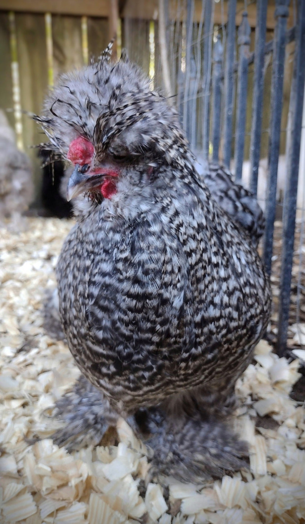 Guidroz Silkie Hatching Eggs- Hens Choice