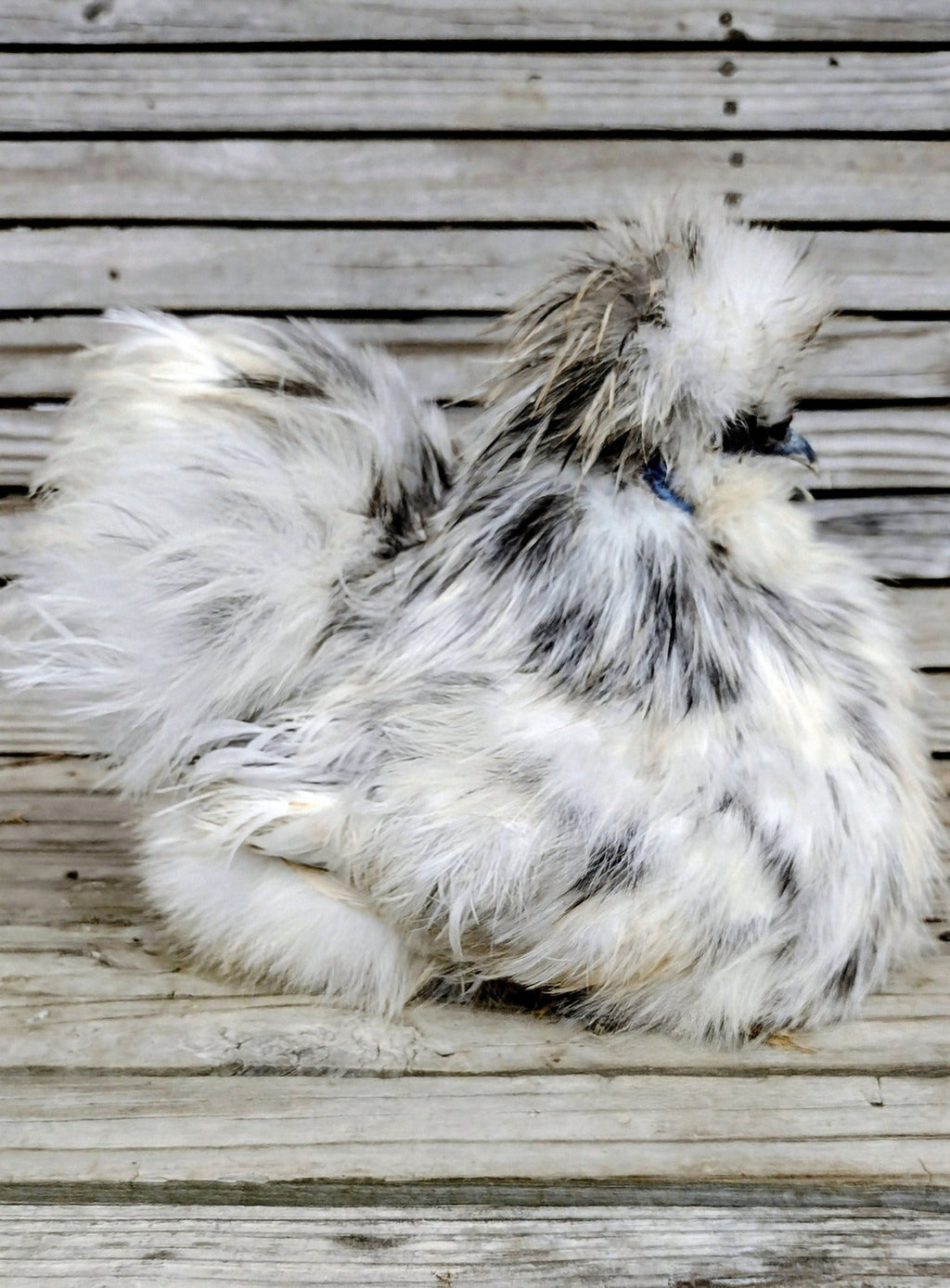 Guidroz Silkie Hatching Eggs- Hens Choice