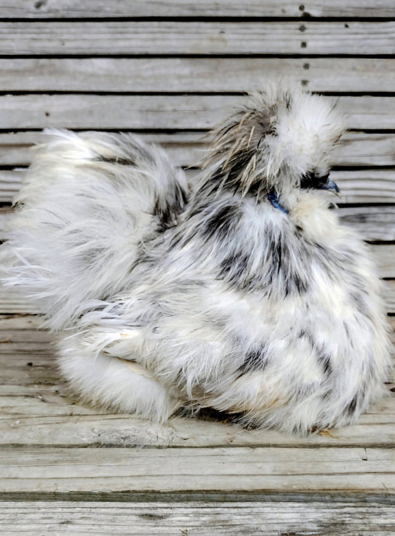 Guidroz Silkie Hatching Eggs- Hens Choice