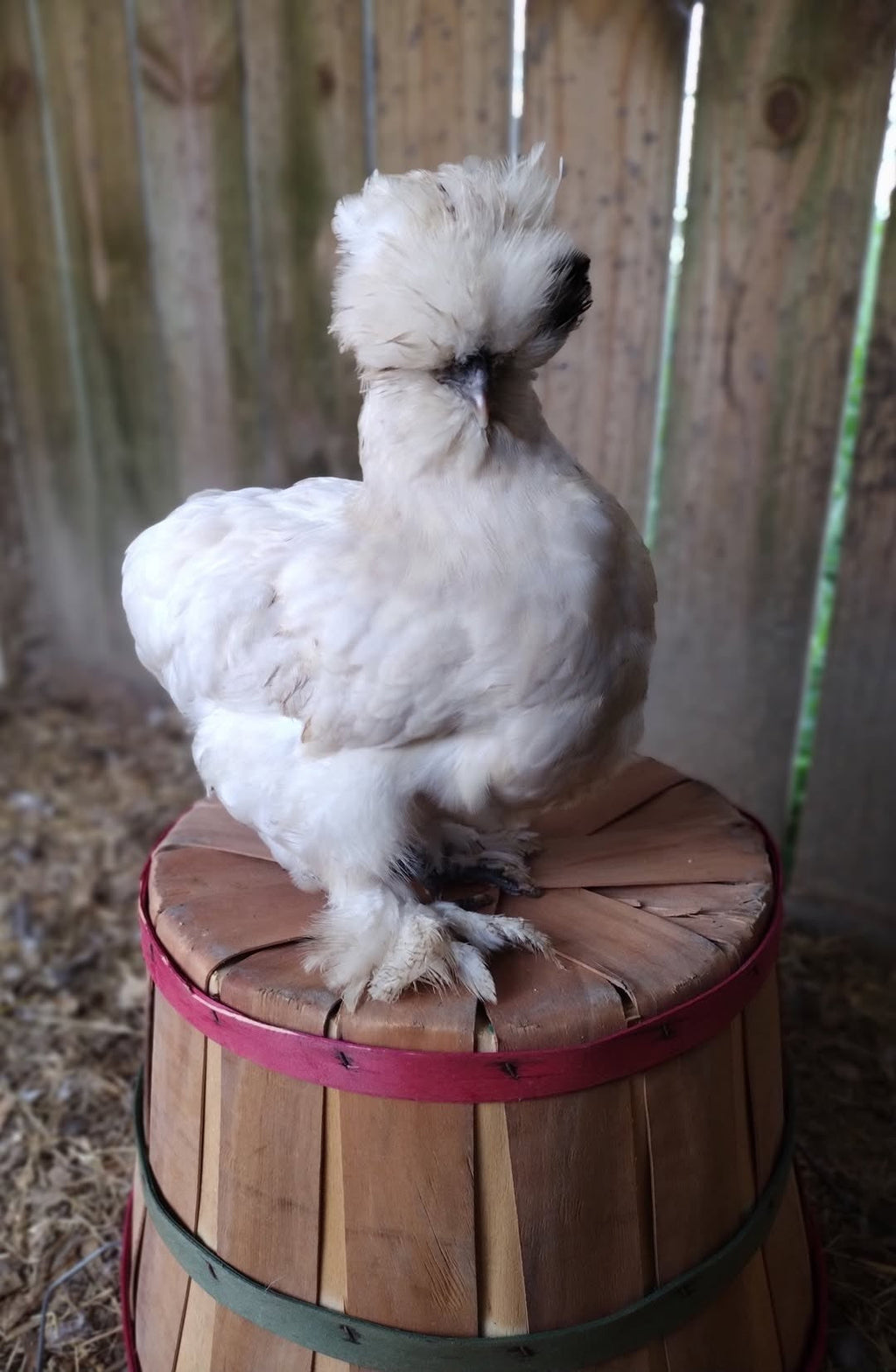 Guidroz Silkie Hatching Eggs- Hens Choice