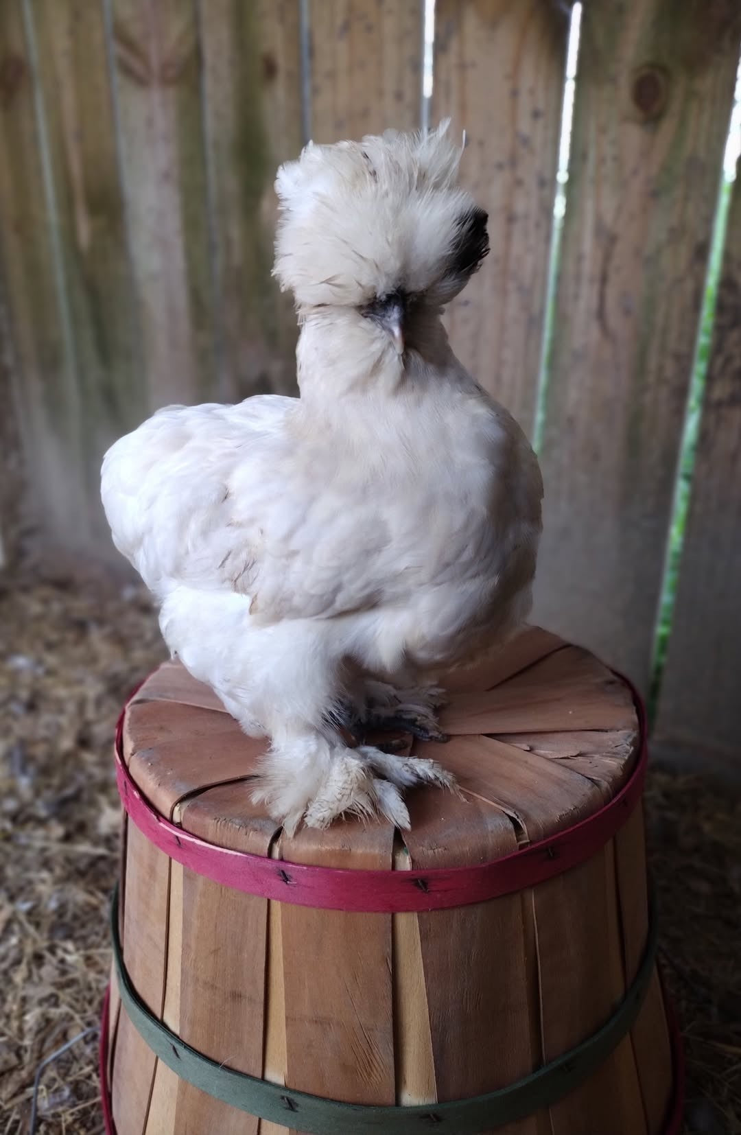 Guidroz Silkie Hatching Eggs- Hens Choice