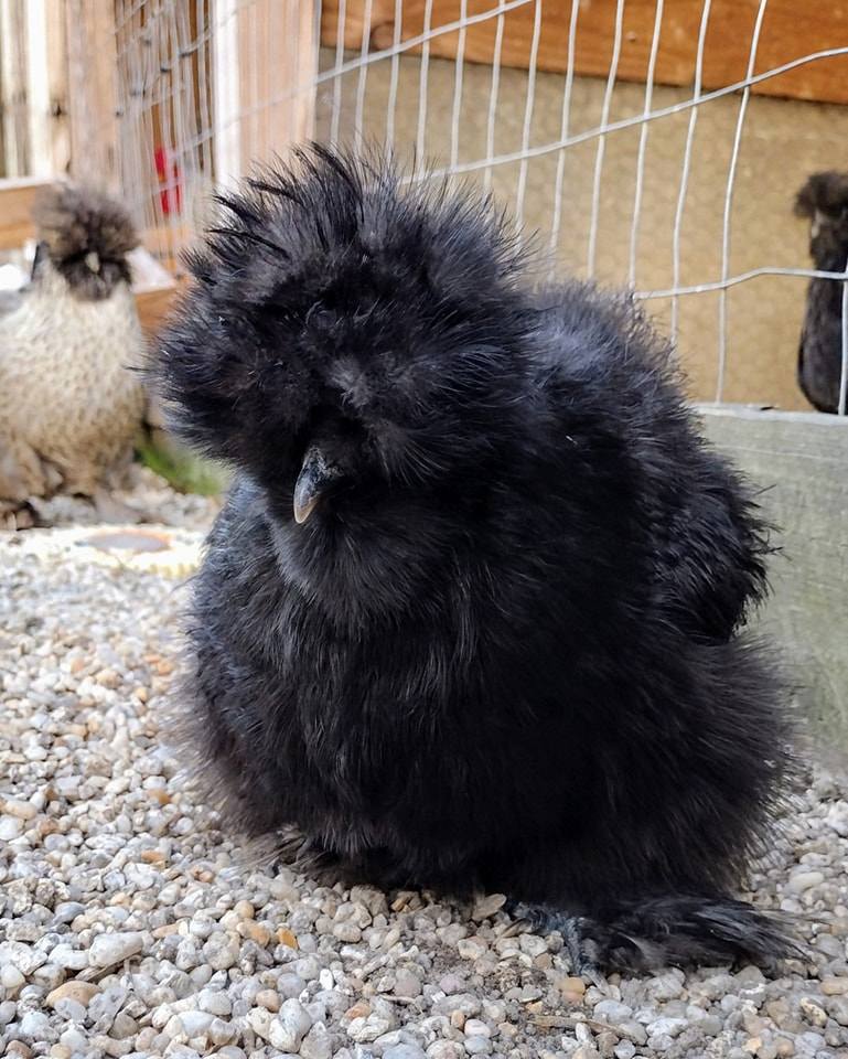 Guidroz Silkie Hatching Eggs- Hens Choice