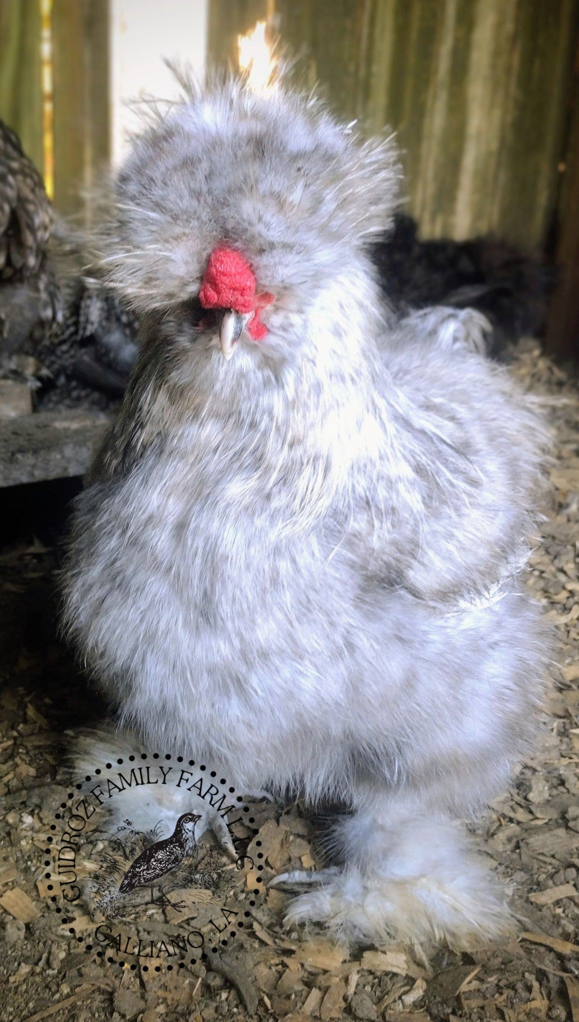 Guidroz Silkie Hatching Eggs- Hens Choice