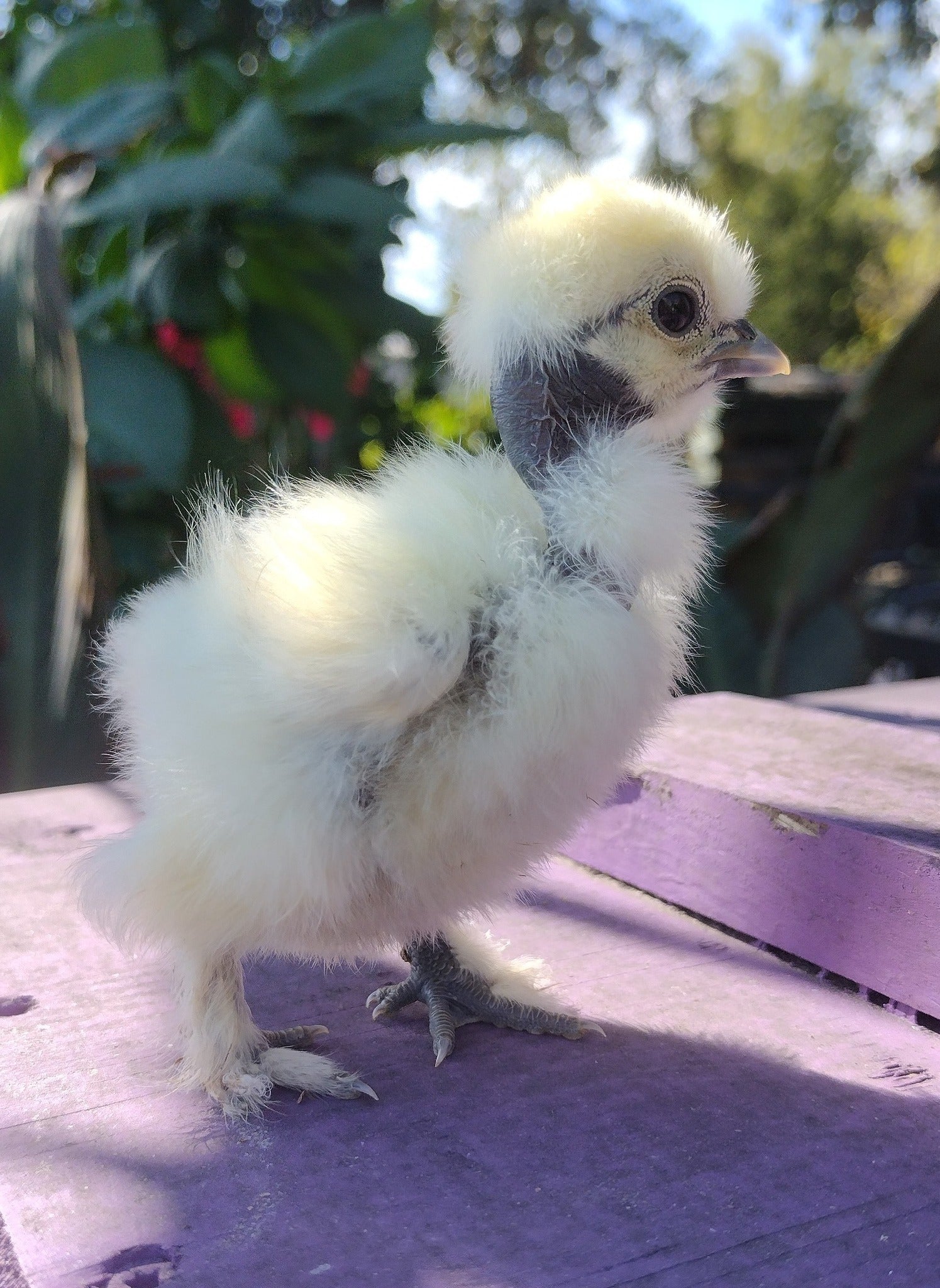 Guidroz Silkie Hatching Eggs- Hens Choice