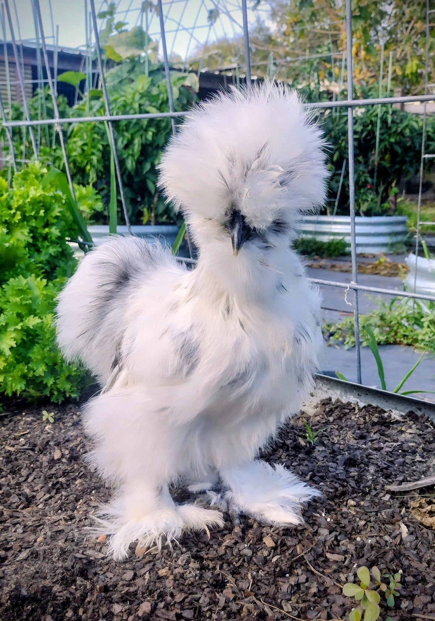 Guidroz Silkie Hatching Eggs- Hens Choice