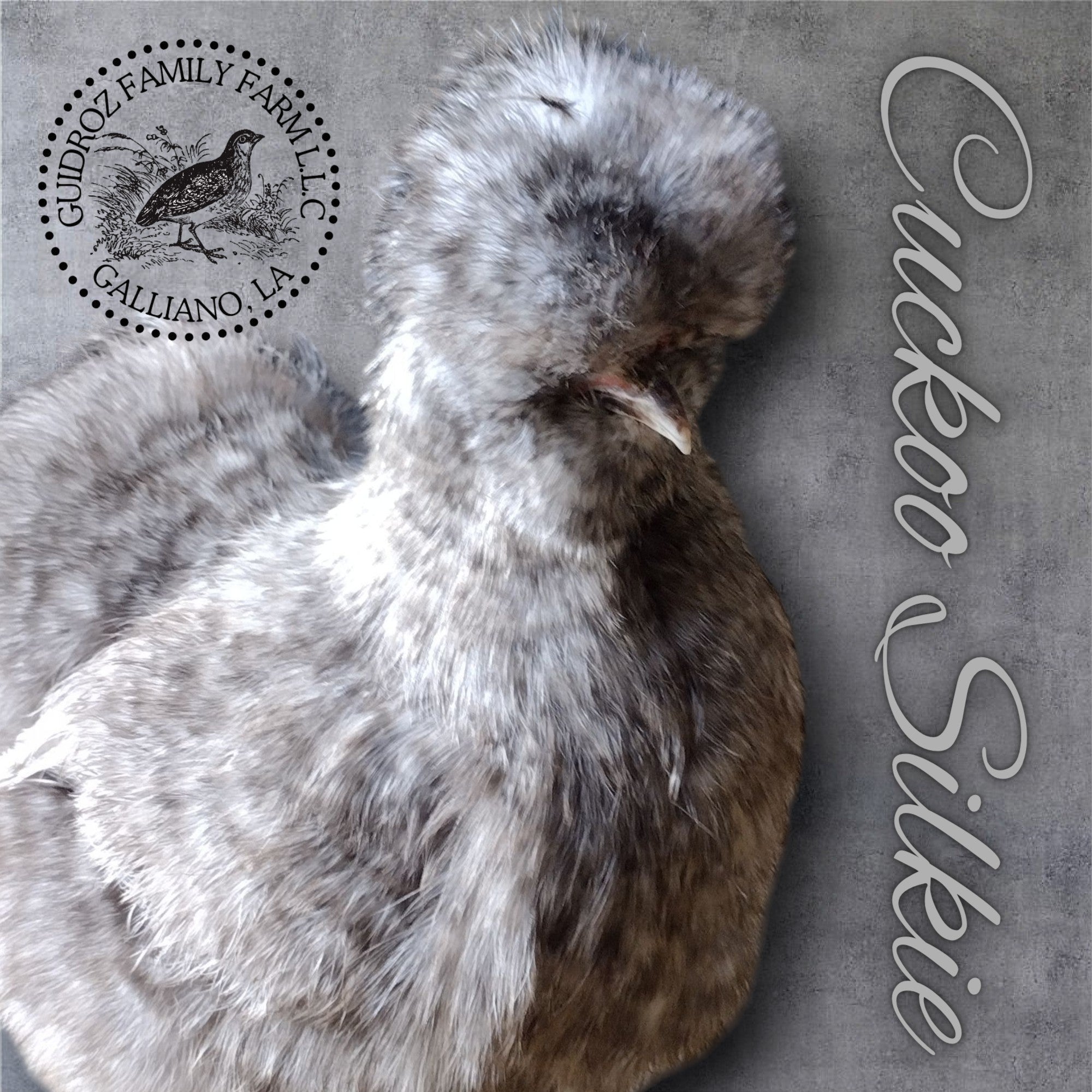 Guidroz Silkie Hatching Eggs- Hens Choice