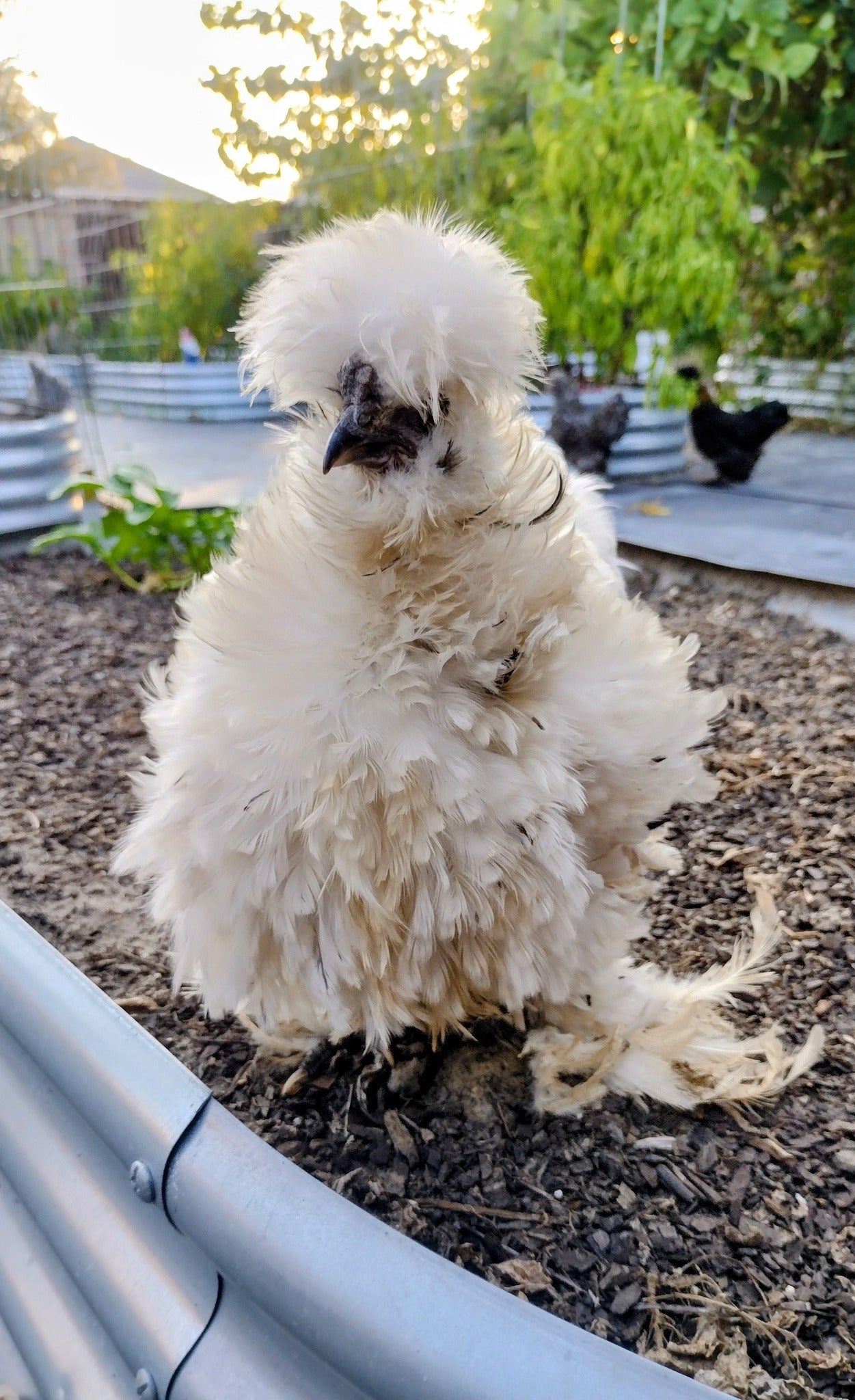 Guidroz Silkie Hatching Eggs- Hens Choice