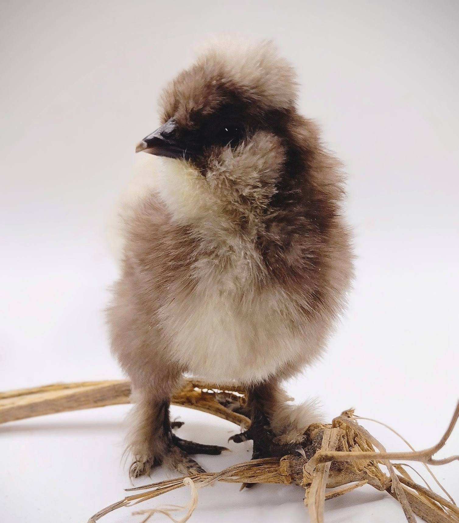Guidroz Silkie Hatching Eggs- Hens Choice