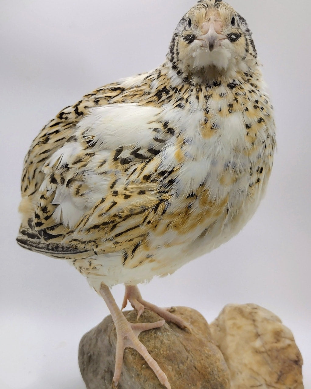 Guidroz Jumbo Progressive Pied- Feather Sexable hatching eggs