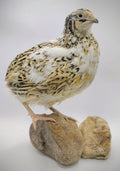Guidroz Jumbo Progressive Pied- Feather Sexable hatching eggs