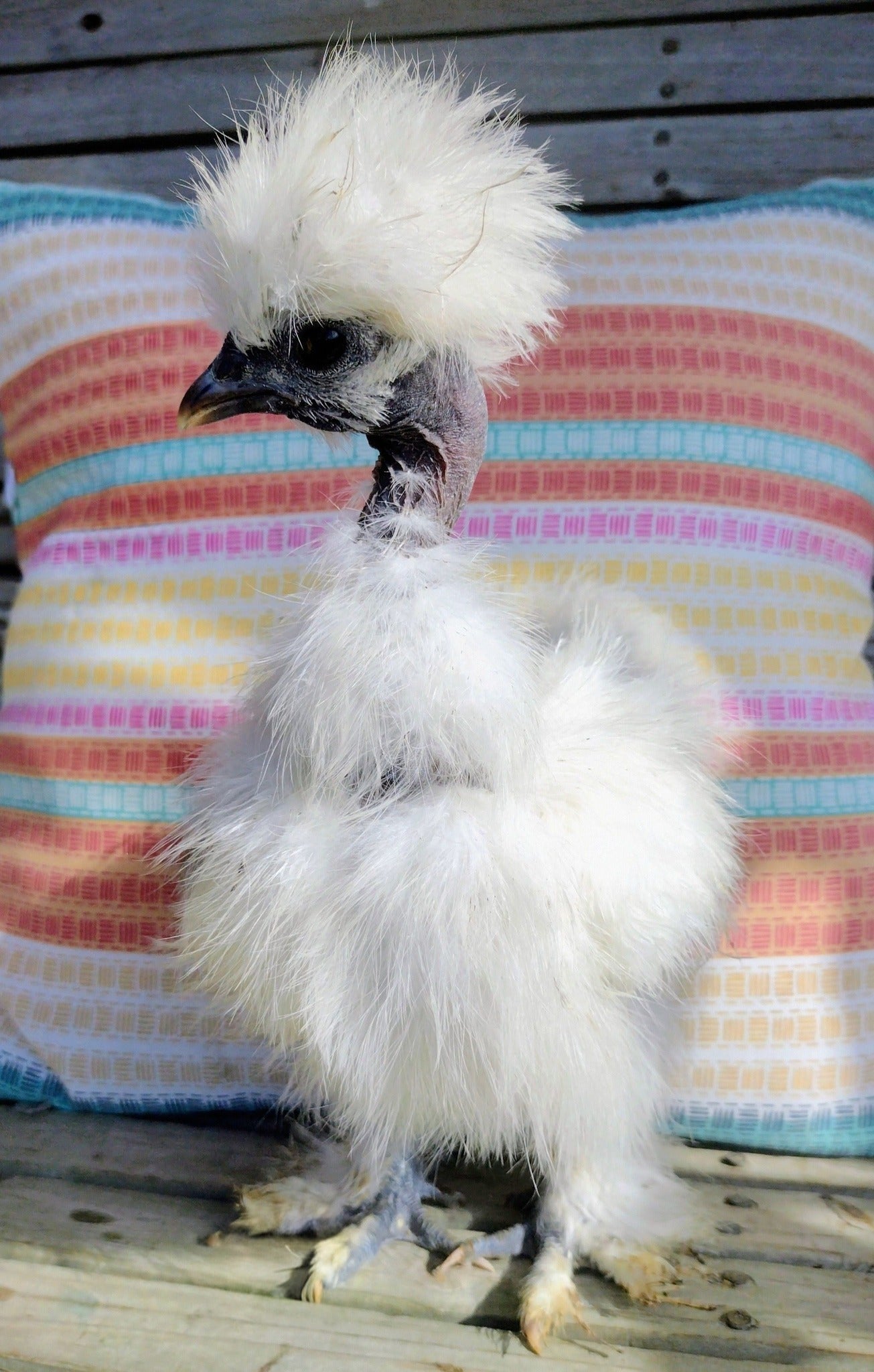 Guidroz Silkie Hatching Eggs- Hens Choice