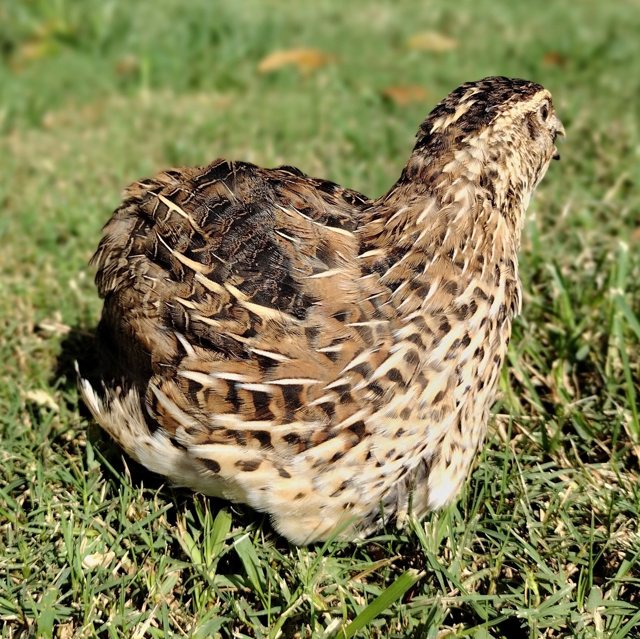 Guidroz Feather Sexable Celadon Coturnix Hatching Eggs
