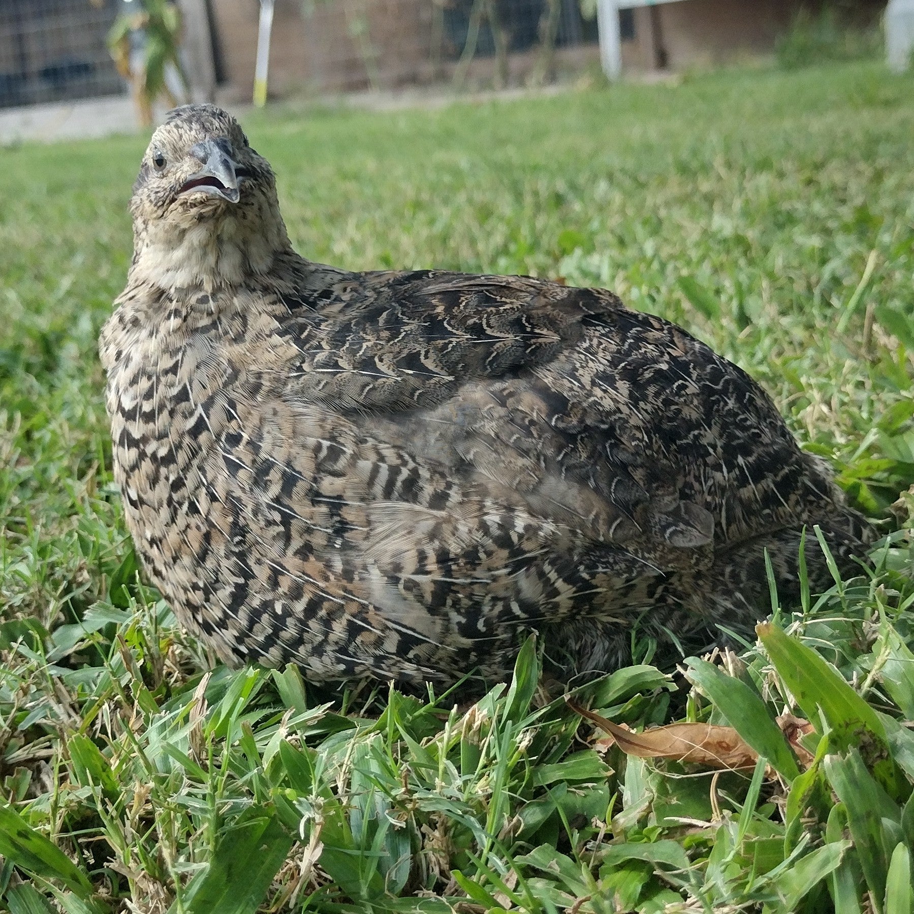 Guidroz Grau Fee and Grau Fee Tuxedo Coturnix Hatching Eggs