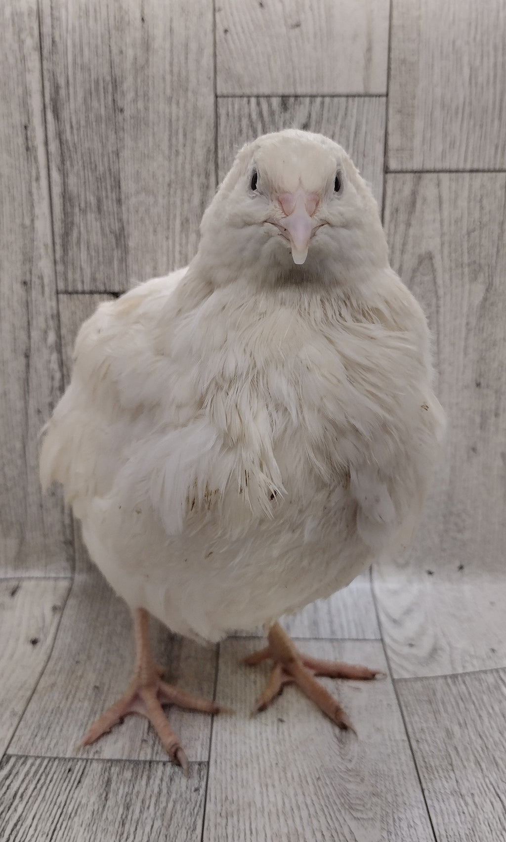Guidroz White Celadons hatching eggs