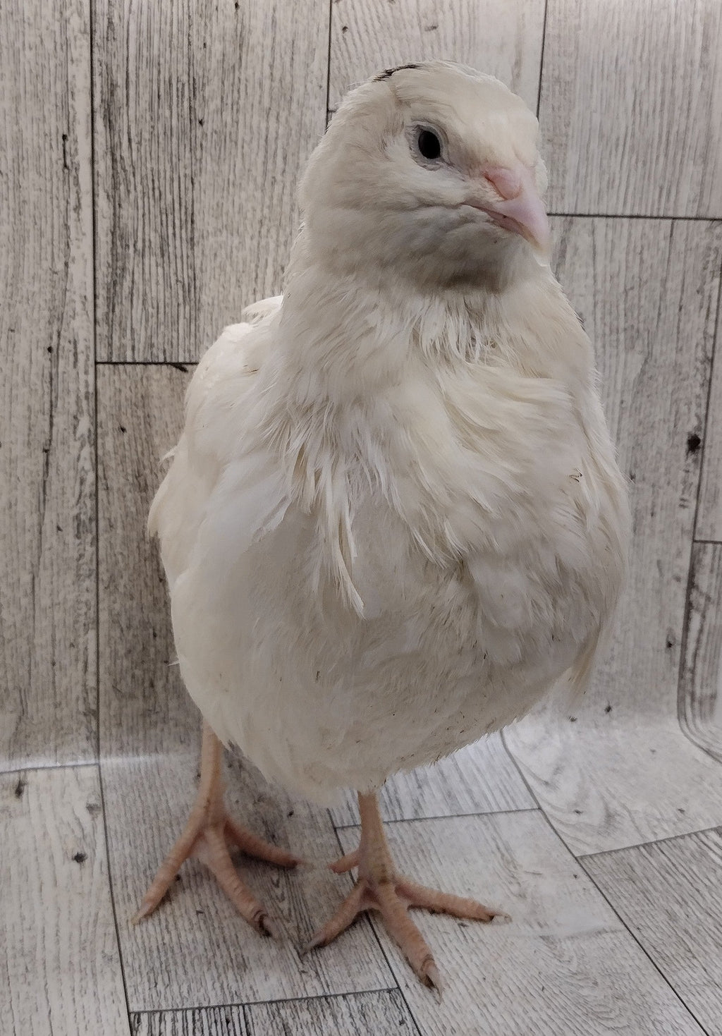 Guidroz White Celadons hatching eggs
