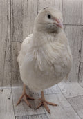 Guidroz White Celadons hatching eggs