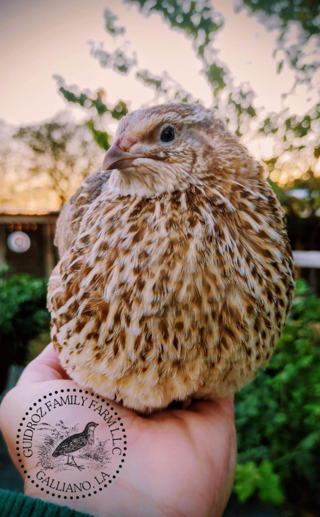 Guidroz Feather Sexable Celadon Coturnix Hatching Eggs