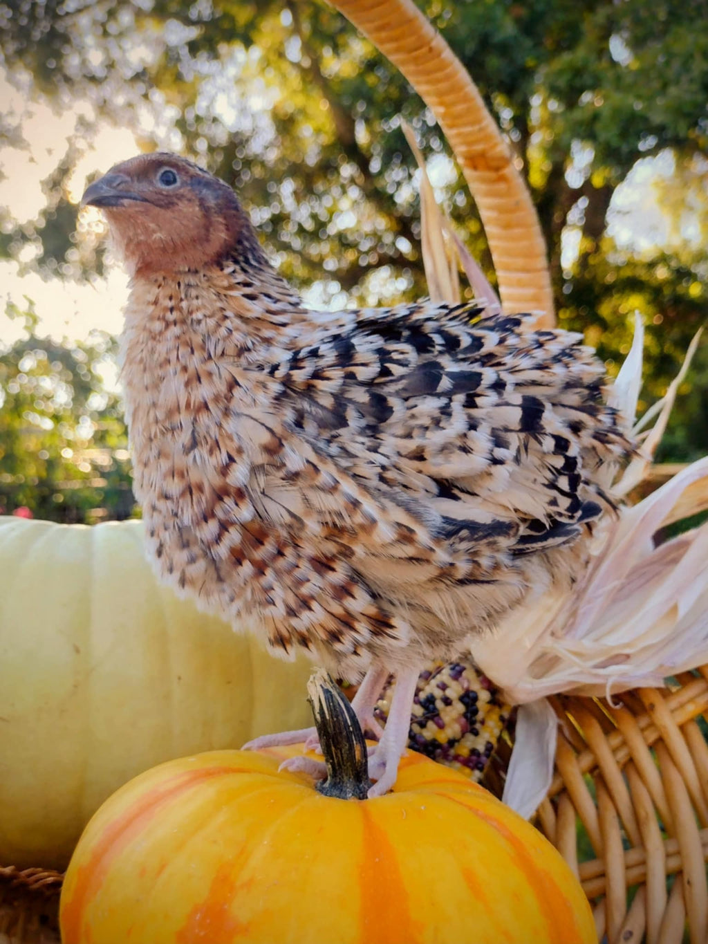 Guidroz American Pansy hatching eggs