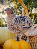Guidroz American Pansy hatching eggs
