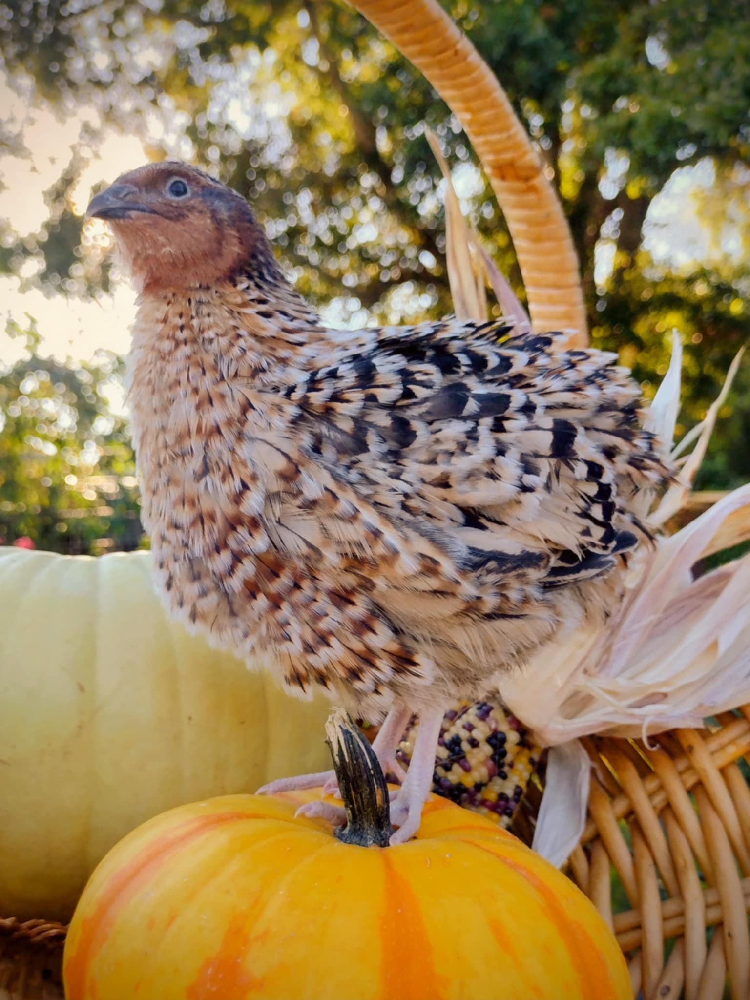 Guidroz American Pansy hatching eggs