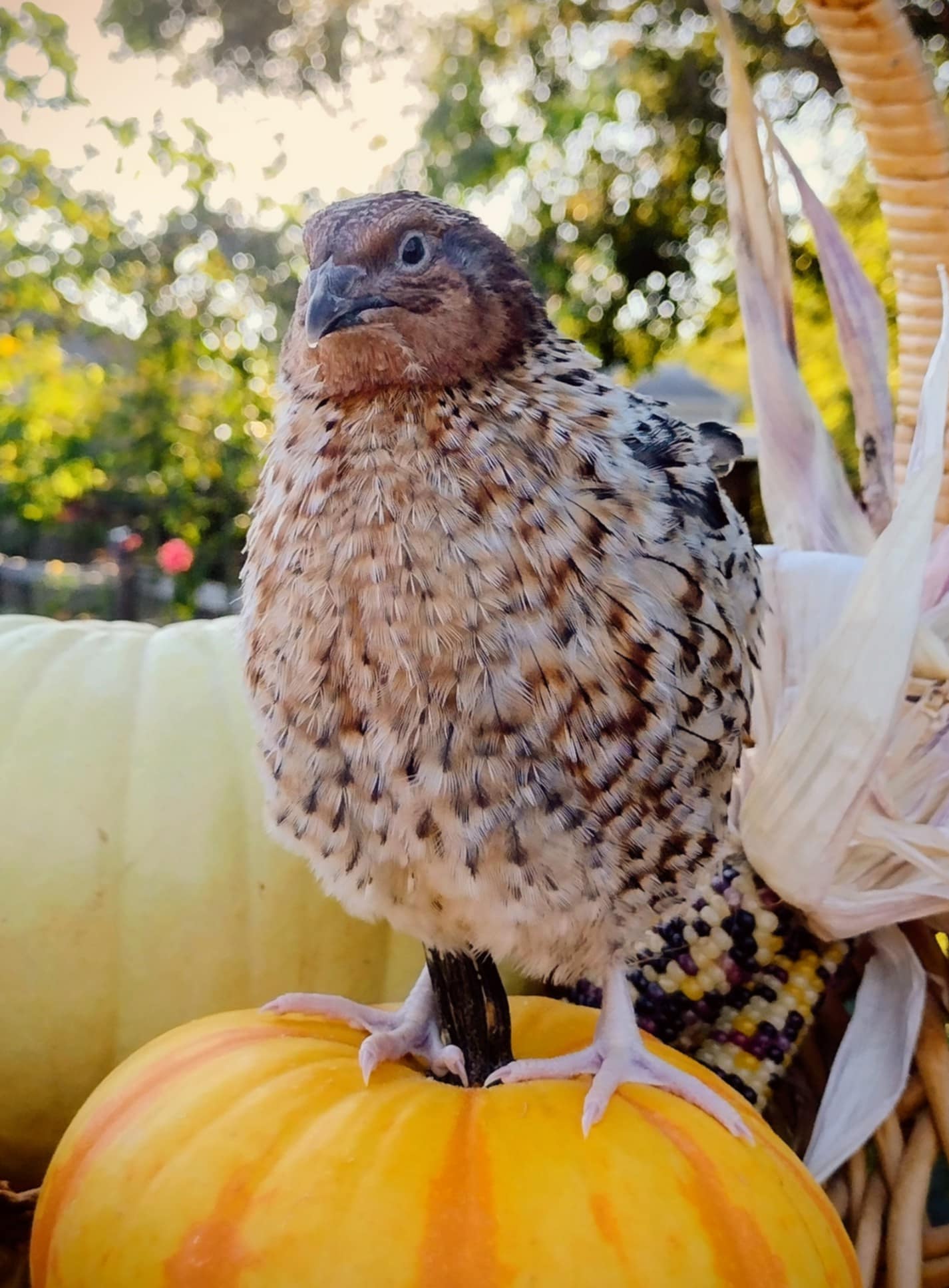 Guidroz American Pansy hatching eggs