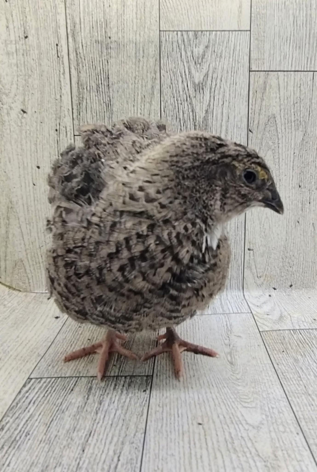 Guidroz Grau Fee and Grau Fee Tuxedo Coturnix Hatching Eggs