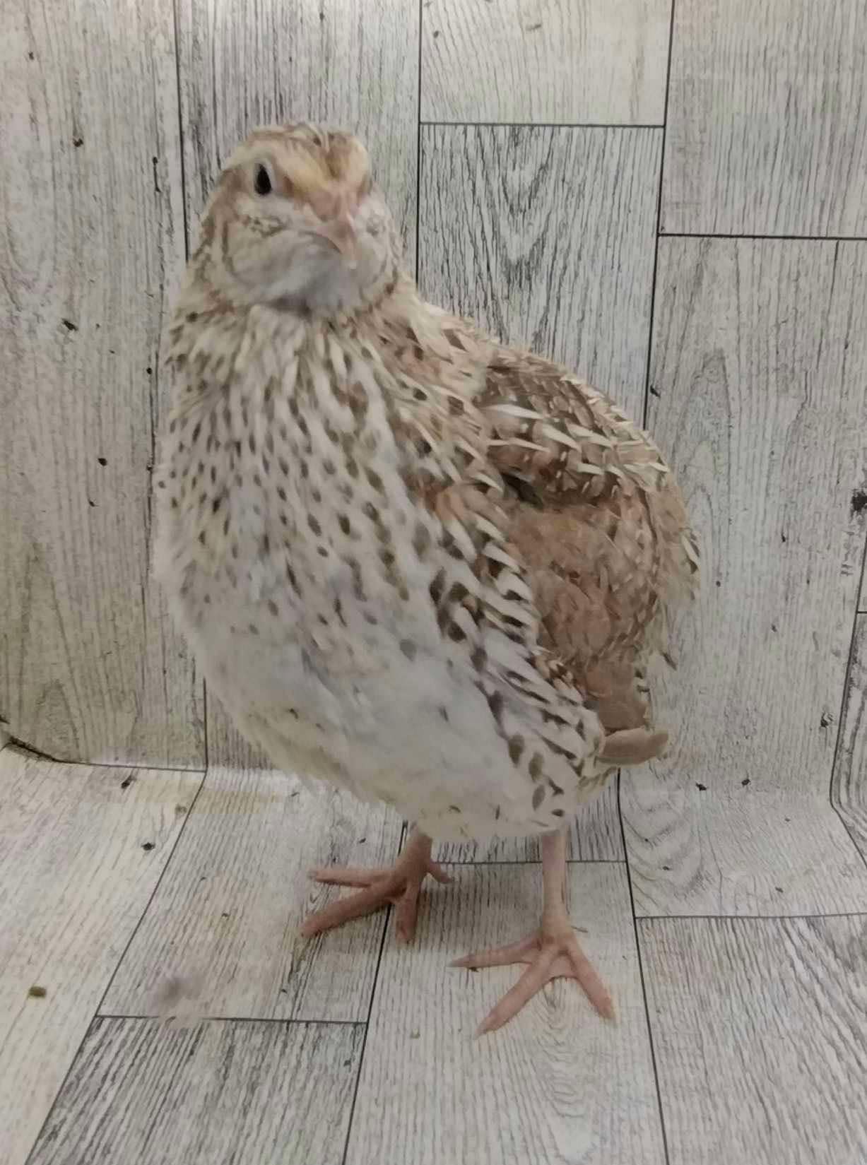 Guidroz Feather Sexable Celadon Coturnix Hatching Eggs