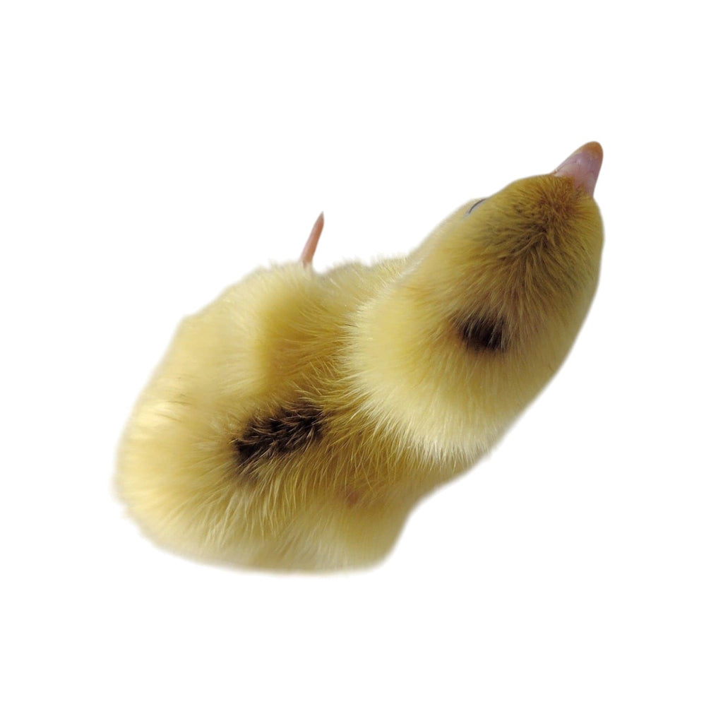 Guidroz White Celadons hatching eggs