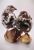 Guidroz Jumbo Progressive Pied- Extended Brown Hatching Eggs